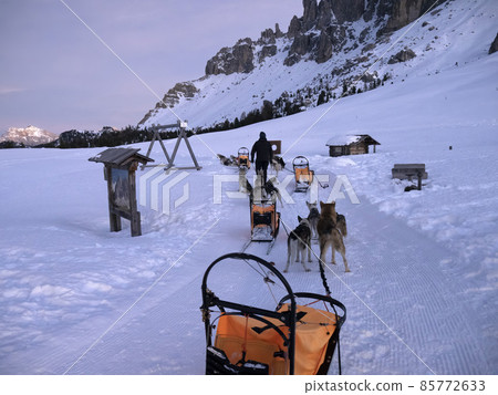 Sled dog in snow mountains white background  at sunset in dolomites 85772633