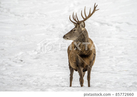 Deer in the snow in winter season Deer in the snow in winter season 85772660
