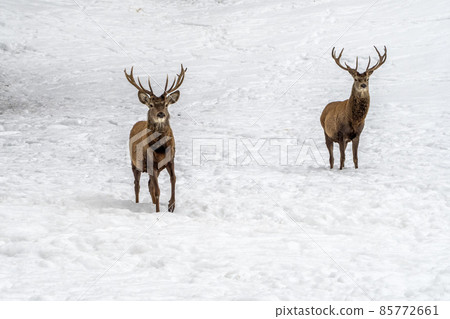 Deer in the snow in winter season 85772661