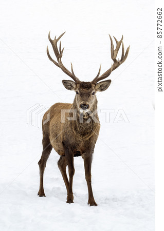 Deer in the snow in winter season Deer in the snow in winter season 85772662