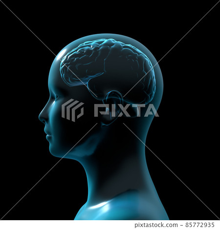 Brain, human brain, female 85772935