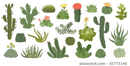 Cute cactus and succulents with flowers, exotic desert plants. Spiky succulent with flowering blossom, home decor terrarium plant vector set 85773148