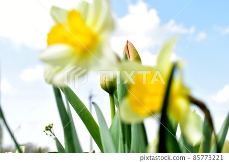 Blooming daffodils field under a blue field 85773221