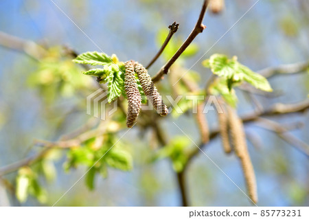 Walnut earrings on a branch in early spring. Walnut earrings on a branch in early spring. 85773231