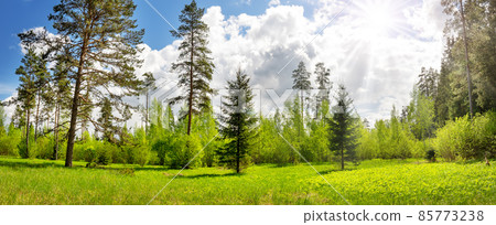 Panoramic view of the trees on the sunny lawn with flowers 85773238