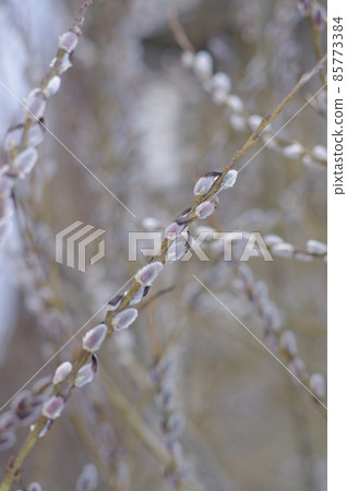 pussy willow branches pussy willow branches 85773384