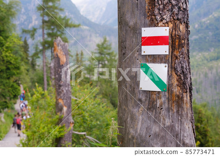 Tourist sign on the tree with a group of tourists on the pathway in the forest. Hiking in summer concept. 85773471