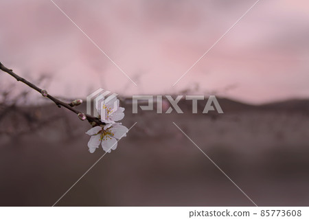 Almond Tree Blossom in Early Spring or Late Winter. 85773608