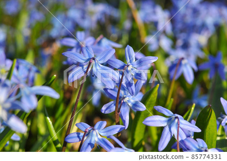 Early spring flowers in forest. Scilla siberica. 85774331
