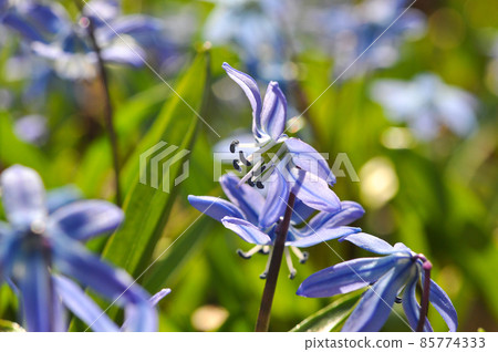 Scilla siberica. First spring flowers. 85774333