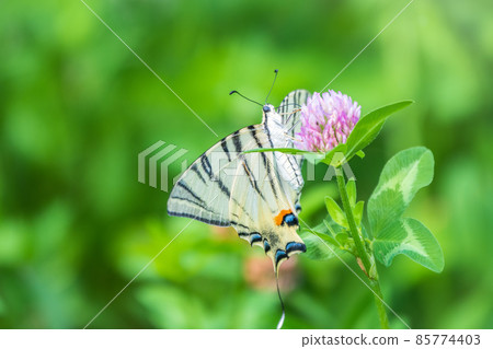 Beautiful Butterfly Scarce Swallowtail, Sail Swallowtail, Pear-tree Swallowtail, Podalirius. Latin name Iphiclides podaliriu. Butterfly collects nectar on flower. 85774403
