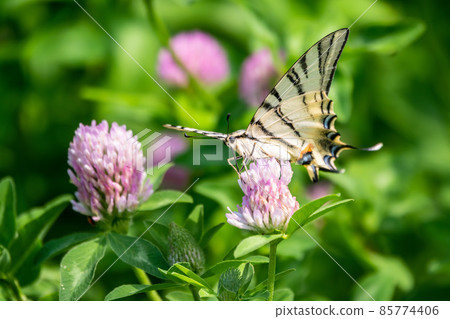 Beautiful Butterfly Scarce Swallowtail, Sail Swallowtail, Pear-tree Swallowtail, Podalirius. Latin name Iphiclides podaliriu. Butterfly collects nectar on flower. Beautiful Butterfly Scarce Swallowtail, Sail Swallowtail, Pear-tree Swallowtail, Podalirius. Latin name Iphiclides podaliriu. Butterfly collects nectar on flower. 85774406