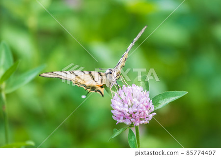 Beautiful Butterfly Scarce Swallowtail, Sail Swallowtail, Pear-tree Swallowtail, Podalirius. Latin name Iphiclides podaliriu. Butterfly collects nectar on flower. Beautiful Butterfly Scarce Swallowtail, Sail Swallowtail, Pear-tree Swallowtail, Podalirius. Latin name Iphiclides podaliriu. Butterfly collects nectar on flower. 85774407