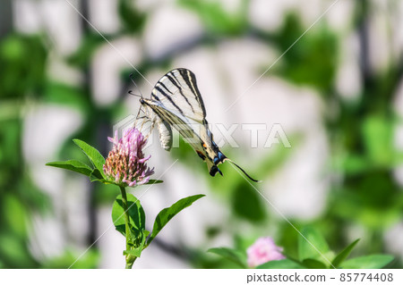 Beautiful Butterfly Scarce Swallowtail, Sail Swallowtail, Pear-tree Swallowtail, Podalirius. Latin name Iphiclides podaliriu. Butterfly collects nectar on flower. 85774408