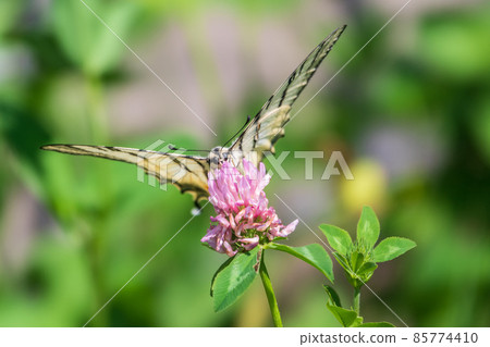 Beautiful Butterfly Scarce Swallowtail, Sail Swallowtail, Pear-tree Swallowtail, Podalirius. Latin name Iphiclides podaliriu. Butterfly collects nectar on flower. 85774410