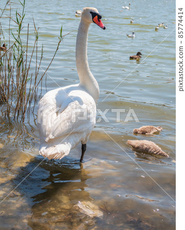A female mute swan, Cygnus olor, swimming on a lake with its new born baby cygnets. Mute swan protects its small offspring. Gray, fluffy new born baby cygnets. 85774414