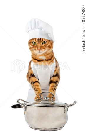 A cat dressed as a chef holds a pot of food Stock Photo