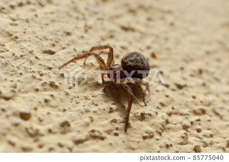 Close-up of an european garden spider Close-up of an european garden spider 85775040