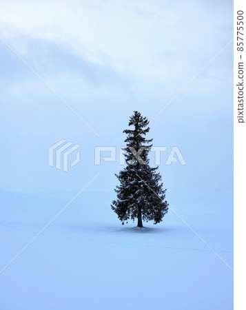 It is a tree of Biei Christmas tree, a town of hills in Hokkaido. It is a tree of Biei Christmas tree, a town of hills in Hokkaido. 85775500