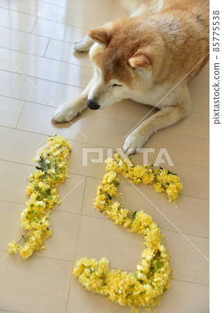 柴犬和含羞草 柴犬和含羞草 85775538
