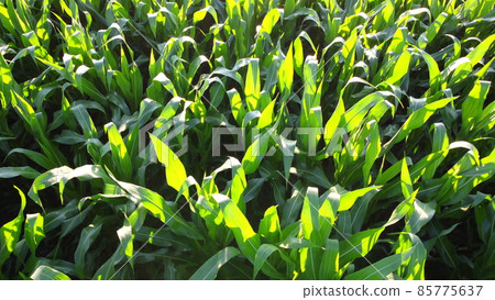 Flying over green tops of young corn sprouts on sunny morning. Flying over green tops of young corn sprouts on sunny morning. 85775637