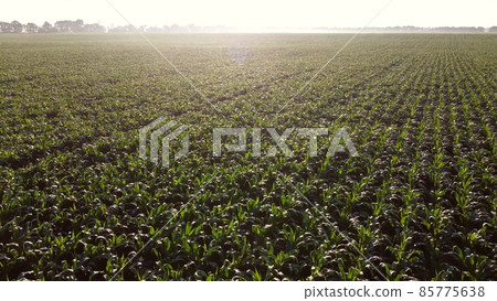 Flying over green tops of young corn sprouts on sunny morning. Flying over green tops of young corn sprouts on sunny morning. 85775638