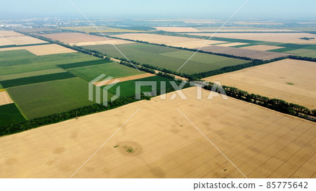 Aerial drone view flight over large yellow wheat field Aerial drone view flight over large yellow wheat field 85775642