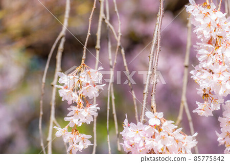 Ueda Castle Cherry Blossoms Up [Nagano Prefecture] 85775842
