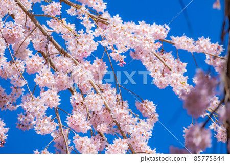 Ueda Castle Cherry Blossoms Up [Nagano Prefecture] 85775844
