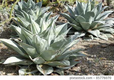 Agave close-up Agave close-up 85776070