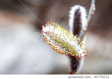 這些是海柳。 85776212