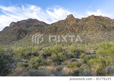 Tucson Saguaro Cactus 85776245