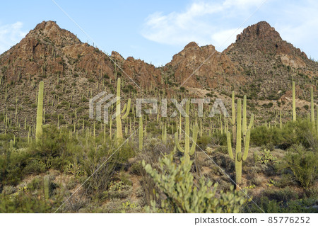 Tucson Saguaro Cactus 85776252
