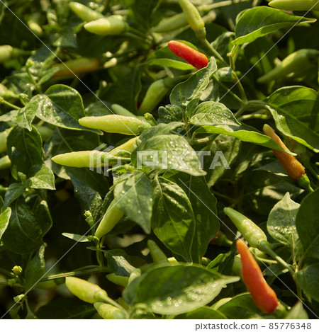 Chili Plant in the vegetable garden 85776348