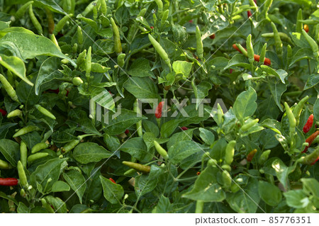 Chili Plant in the vegetable garden 85776351