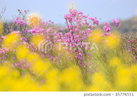 陽光明媚的莊原美北丘陵公園的油菜花和杜鵑花 陽光明媚的莊原美北丘陵公園的油菜花和杜鵑花 85776551