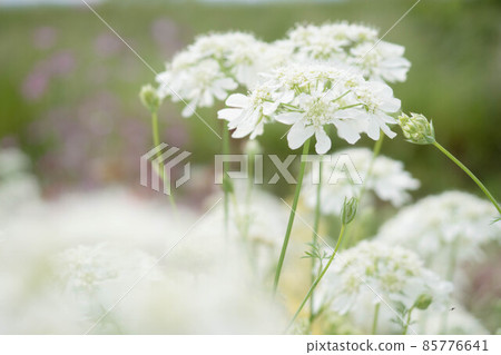  白花 85776641