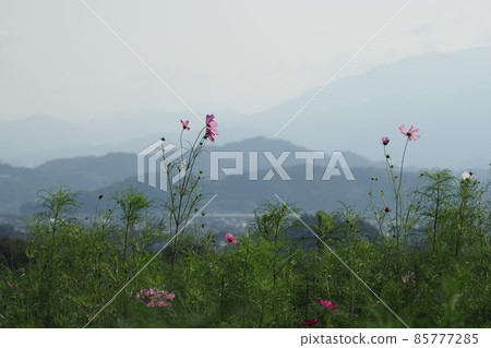 從淺野苦心寺看到的群山 85777285