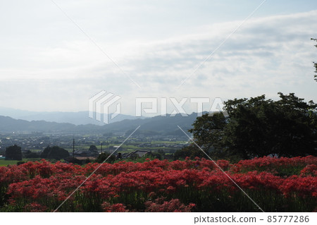 從苦心寺看 85777286