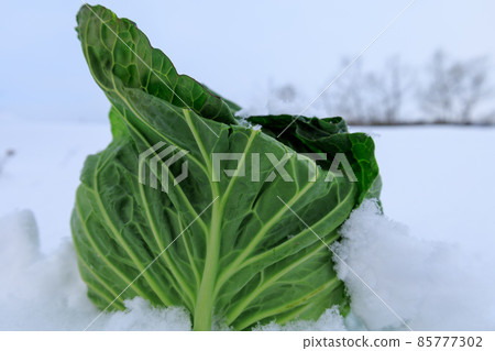 Vegetable cabbage to be preserved in the snow in winter Vegetable cabbage to be preserved in the snow in winter 85777302