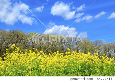 春天莊原七塚原高原油菜田和楊樹成排 春天莊原七塚原高原油菜田和楊樹成排 85777311