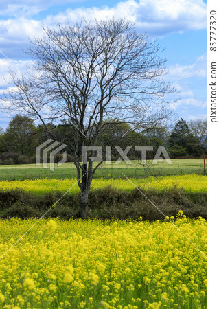 Spring Shobara Nanatsukahara Plateau Rape field and poplar row of trees Spring Shobara Nanatsukahara Plateau Rape field and poplar row of trees 85777320