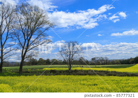 春天莊原七塚原高原油菜田和楊樹成排 春天莊原七塚原高原油菜田和楊樹成排 85777321