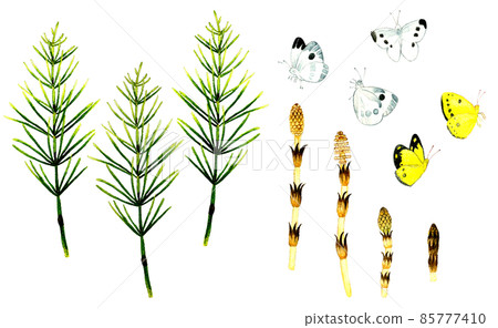 Set of Tsukushi, Horsetail, Butterfly (Cabbage white butterfly, Colias erate) Spring hand-painted watercolor illustration material collection Set of Tsukushi, Horsetail, Butterfly (Cabbage white butterfly, Colias erate) Spring hand-painted watercolor illustration material collection 85777410