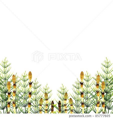Background material of horsetail (horsetail) Spring hand-painted watercolor illustration material 85777605