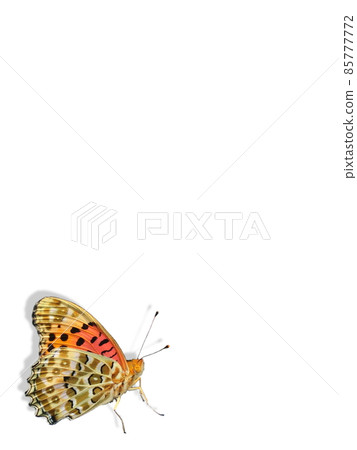 Male Indian Fritillary with closed wings on a white background in a vertical position (lower left) Male Indian Fritillary with closed wings on a white background in a vertical position (lower left) 85777772