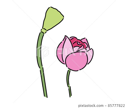 開花的蓮花和種子 開花的蓮花和種子 85777822