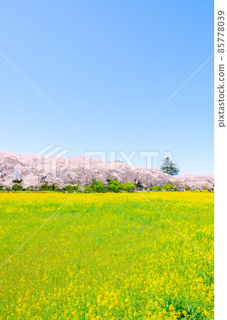 Gyodo神社 Gyodo神社 85778039