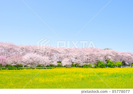 Gyodo神社 Gyodo神社 85778077
