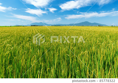 [Niigata City, Niigata Prefecture] Paddy fields in the Echigo Plain and Mt. Yahiko and Mt. Kakuda 85778322